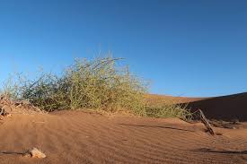 Image result for Acanthosicyos