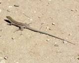 Desert Grassland Whiptail Lizard - Facts, Diet, Habitat & Pictures ...