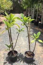 Check out our plumeria for sale selection for the very best in unique or custom, handmade pieces from our shops. Plumeria Flowering Outdoor Plants Plantshop Me