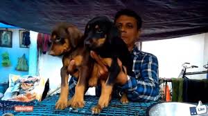 Energetic Doberman Pinschers At Galiff Street Pet Market Kolkata Doberman Puppy Youtube The body is sleek but substantial, and is covered with a. energetic doberman pinschers at galiff street pet market kolkata doberman puppy