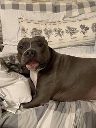 Black And Brown Pitbull Mix 44 Adorable Pitbull Mixed Breeds Facts Pics Doggypedia Pitbull Mix Pitbull Mix Breeds Pitbulls