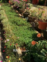 Refine your search for bunga ros jepun. Download Gambar Bunga Ros Jepun Vina Gambar