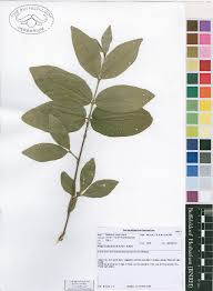 Image result for Rytigynia