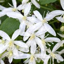 Maybe you would like to learn more about one of these? Sweet Autumn Clematis September 10 2020 Neil Sperry S Gardens