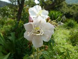 Image result for Dissotis speciosa