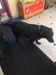 West Haven Animal Shelter Added 2 New Photos January 11 At 9 29am Reunited With Owner Found Dog Found Roaming On Dark Animal Shelter Pets Animals
