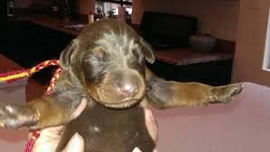 Tails docked dew claws removed. Ch Sired European Doberman Puppies For Sale In Cele Texas Classified Americanlisted Com