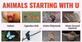 The wrong name can send the wrong message about you, while the right name can give your business exactly the boost it needs. Animals That Start With U List Of 20 Animal Names That Start With U In English Esl Forums