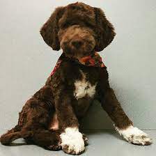 Lagotto Romagnolo Puppy 3 Months First Haircut Cat And Dog Memes Lagotto Romagnolo Puppy Puppy Snuggles
