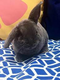 Mini Plush Lops In Allen Texas - Hoobly Classifieds Cute Animals Ferrets Cute Animals And Pets
