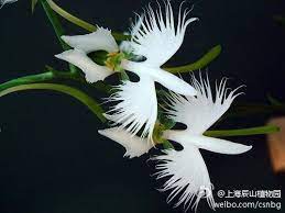 Orquideas Raras Pesquisa Google Rare Flowers Orchid Seeds Flower Seeds