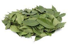 Lorbeer Trocknen So Wird S Gemacht Pflanzen Pflanzenwelt Krauter