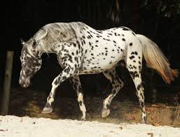 Kondos Angelos Appaloosa Horses Horse Breeds Beautiful Horses