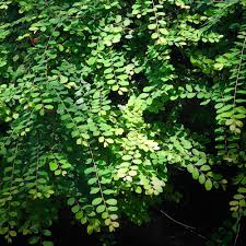 Image result for Phyllanthus tenellus