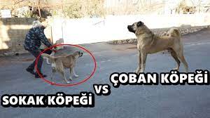 coban kopegi vs sokak kopegi buyuk kavga ayirmakta zorlandim youtube