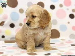 He is a maltese cocker spaniel mix with long, flowing white hair and big brown eyes. 11 Cocker Maltese Mix Puppies Ideas Puppies Maltese Maltese Mix