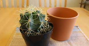 If you've worked with cacti before, you likely know that figuring out how to plant a cactus without getting spines in your fingers can be tough. How To Repot A Cactus My Garden Life