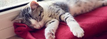 Revealed How Long Do Cats Sleep Purina