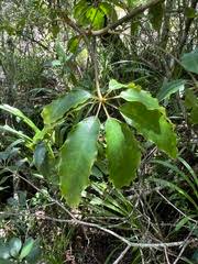 Image result for Neocussonia umbellifera