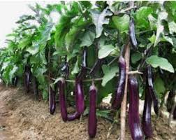 #caratanam#pokokkunyit | cara tanam pokok kunyit how to plant tumeric/curcuma. Kelola Kebun Terong Dan Ketimun Membuat Edi Sukses Kicaunews