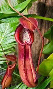 Unsur yang sudah tersedia bebas di alam : Pilih Tumbuhan Yang Hampir Pupus