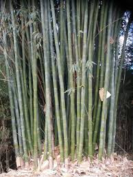 Image result for Bambusa balcooa