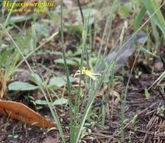 Image result for Hypoxis parvifolia