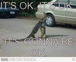 It S Gonna Be Ok Its Gonna Be Ok Animal Hugs Animals