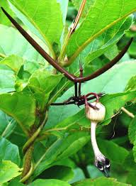 Image result for Ceropegia racemosa