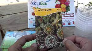How to grow cactus seeds? How To Grow Cactus From Seeds How To Start Cactus Seeds New Way To Cactus Urdu Hindi Youtube