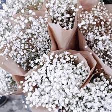 Morning Bellamummablooms Beautiful Flowers Pretty Flowers White Flowers