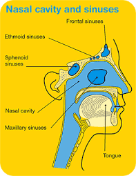 Head And Neck Cancers Overview Cancer Council Victoria