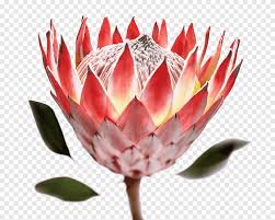 A good area to witness the spring bloom is the dry and dusty namaqualand region. Pink Petaled Flower With Falling Petals Illustration Kirstenbosch National Botanical Garden Protea Cynaroides South Africa National Cricket Team Flower Graphy Mountain Dazzling Mountains Flowers Png Pngegg