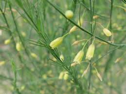 Image result for Asparagaceae