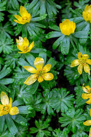 Image result for Ranunculaceae