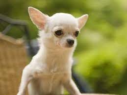 Autenticos Cachorros Micro Bolsillo Baby Dogs Cute Dogs Chihuahua Dogs