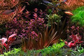 Image result for Wahlenbergia madagascariensis