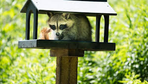 Raccoons inhabit many ecosystems, from deserts to rain forests. 4 Natural Raccoon Deterrents Apple Pest Control