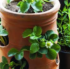 As a rule of thumb for strawberry plants a container size of, try to stick to 1 plant for about 1.5 litres of compost. Strawberry Planter Top Tips On Use