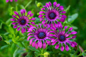 Image result for foto Osteospermum