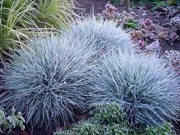 Festuca Flower Seeds Blue Fescue Grasses Garden Ornamental Grasses