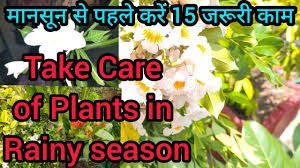 Home live plants medicinal plants henna mendhi tree lawsonia inermis medicinal live plant previous product bael wood apple aegle marmelos medicinal live plant ₹ 399.00 ₹ 249.00 How To Grow Care Uses Mehdi Henna Plant Lawsonia Inermis Youtube