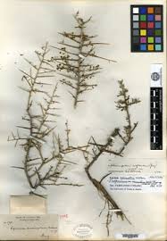 Image result for Lycium mascarenense