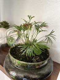 Image result for Actiniopteris semiflabellata