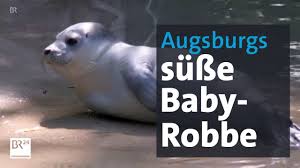 This is orkas jagen robbenbabys by peter raimann on vimeo, the home for high quality videos and the people who love them. Susser Robben Nachwuchs Seehund Baby Im Augsburger Zoo Youtube