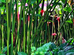 Image result for Etlingera