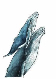 2000 x 1414 jpeg 218 кб. Watercolour Mother And Calf Humpback Whales Art Print Sofie Seyah Illustration