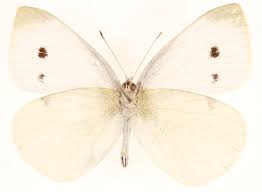Image result for Pieris rapae