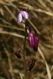 Image result for Eulophia hians