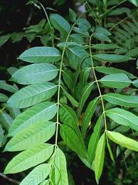 Image result for Cedrela